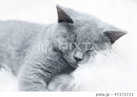 Young cute cat resting on white fur Young cute cat resting on white fur 47373723