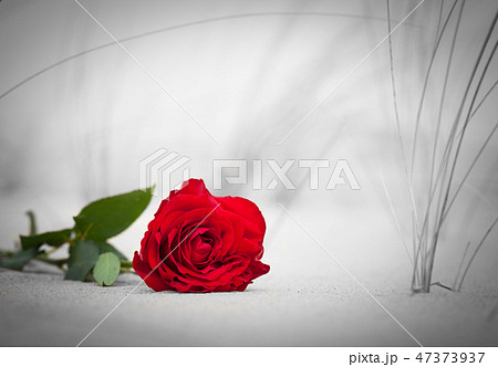 Red rose on the beach. Color against black and white. Love, romance, melancholy concepts. 47373937