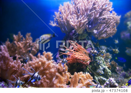 Underwater life. Coral reef, fish. Underwater life. Coral reef, fish. 47374108