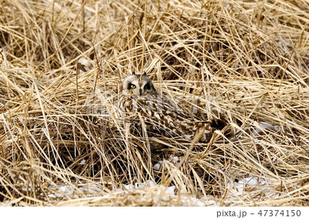 コミミズク コミミズク 47374150