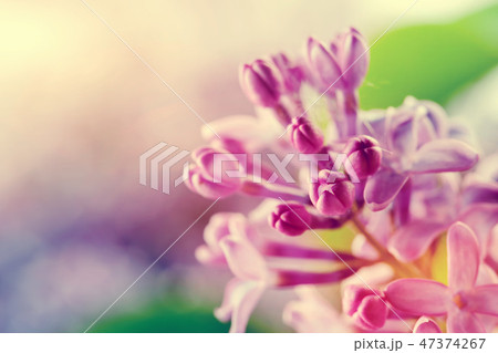 Purple spring lilac flowers blooming close-up Purple spring lilac flowers blooming close-up 47374267