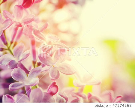 Purple spring lilac flowers blooming close-up. 47374268