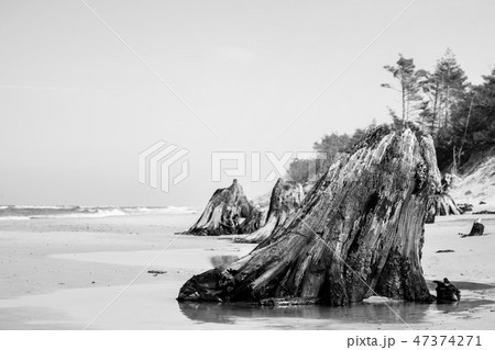 3000 years old tree trunks on the beach after storm. Slowinski National Park, Baltic sea, Poland 47374271