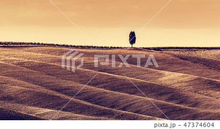 Tuscany fields autumn landscape, panorama, Italy. Harvest season 47374604
