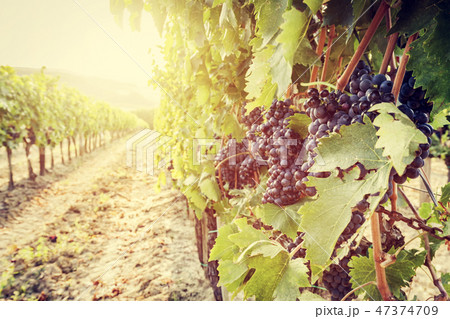 Ripe wine grapes on vines in Tuscany vineyard, Italy Ripe wine grapes on vines in Tuscany vineyard, Italy 47374709