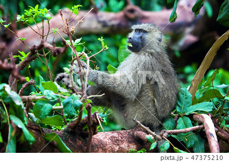 Baboon monkey in African bush Baboon monkey in African bush 47375210