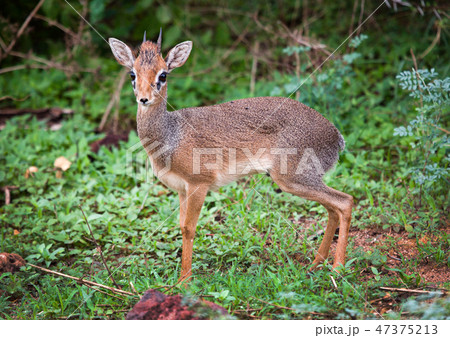 A dik-dik. Lake Manyara national park, Tanzania, Africa. A dik-dik. Lake Manyara national park, Tanzania, Africa. 47375213