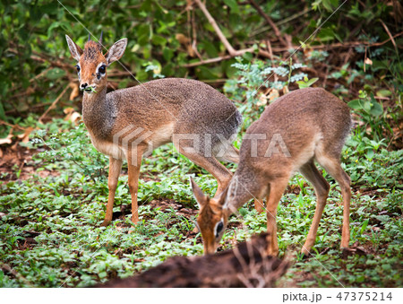 A couple of dik-dik antelopes, in Tanzania, Africa A couple of dik-dik antelopes, in Tanzania, Africa 47375214