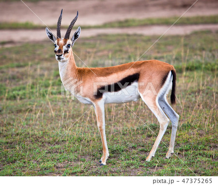 Thomson's gazelle on savanna in Africa Thomson's gazelle on savanna in Africa 47375265