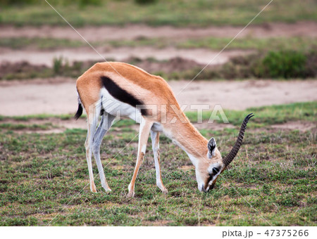 Thomson's gazelle on savanna in Africa 47375266