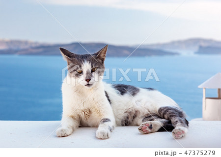 Cat lying on stone wall in Oia town, Santorini, Greece. Aegean sea 47375279