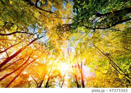 Sun shining through summer, autumn trees and colorful leaves. 47375303