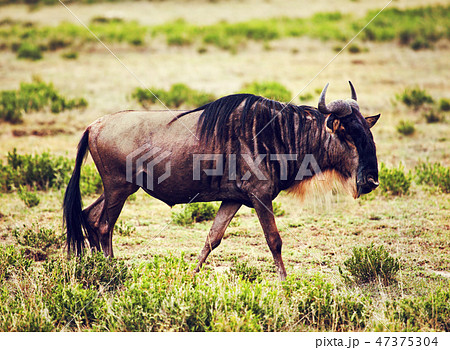 Wildebeest also called Gnu on African savannah 47375304