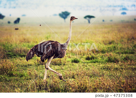 Ostrich on savanna, safari in Tanzania, Africa 47375308
