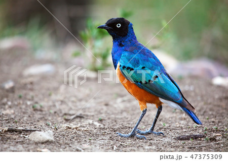 Superb Starling bird in Tanzania, Africa 47375309