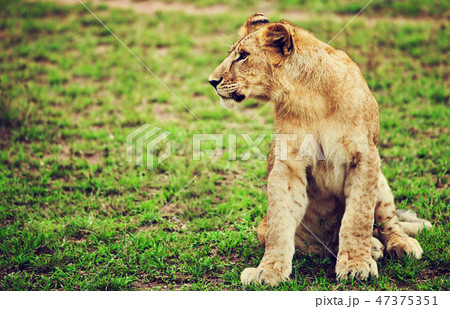 Small lion cub portrait. Tanzania, Africa 47375351