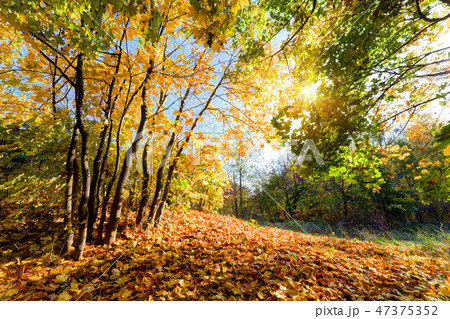 Autumn, fall landscape in forest 47375352