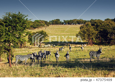 Zebras herd on African savanna. 47375409