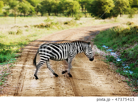 Zebra walking on road on African savanna. 47375415