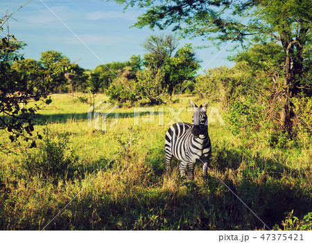 Zebra in grass on African savanna. 47375421