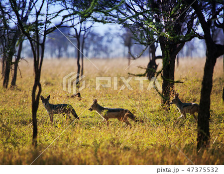 Jackals on savanna. Safari in Serengeti, Tanzania, Africa 47375532