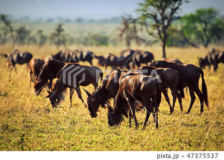 Wildebeests herd, Gnu on African savanna Wildebeests herd, Gnu on African savanna 47375537