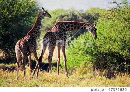 Giraffes on savanna eating. Safari in Serengeti, Tanzania, Africa 47375629