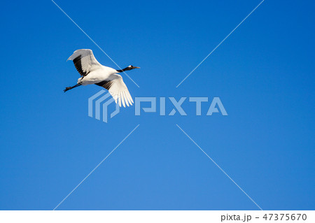 一羽の丹頂鶴 47375670