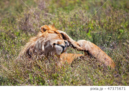 Young adult male lion on savanna. Safari in Serengeti, Tanzania, Africa 47375671