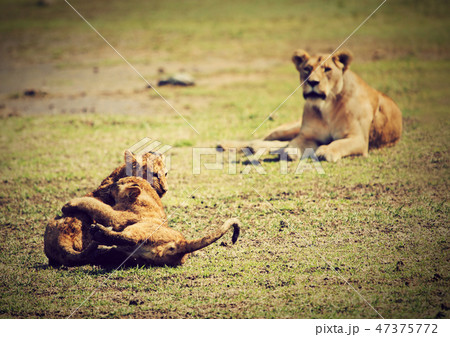 Small lion cubs playing. Tanzania, Africa 47375772