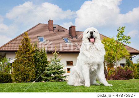 Big guard dog sitting in front of the house. Polish Tatra Sheepdog Big guard dog sitting in front of the house. Polish Tatra Sheepdog 47375927