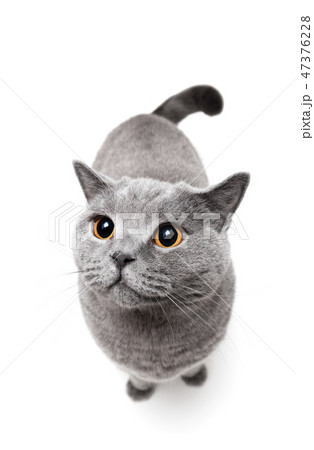British shorthair cat on white background. British shorthair cat on white background. 47376228