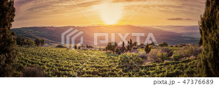 Vineyard landscape panorama in Tuscany, Italy. Wine farm at sunset Vineyard landscape panorama in Tuscany, Italy. Wine farm at sunset 47376689