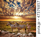 Zebras herd on African savanna at sunset. 47376857