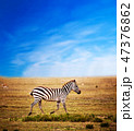 Zebra on African savanna. 47376862
