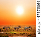 Zebras herd on African savanna at sunset. 47376864