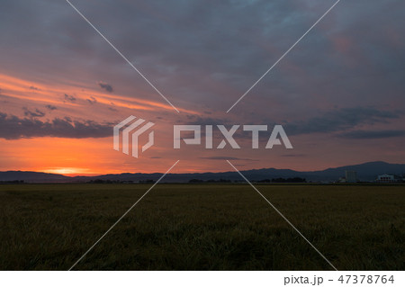 [山形県]　月山　日の出　稲穂 47378764