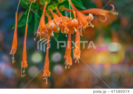 Bignoniaceae, Orange trumpet, Flame flower, Fire- Bignoniaceae, Orange trumpet, Flame flower, Fire- 47380074