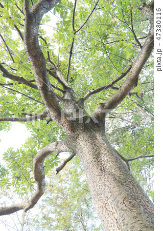 タブノキ タブノキ 47380116