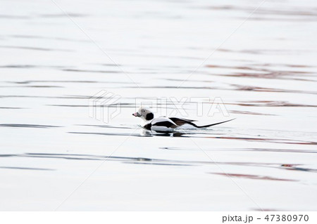 コオリガモ コオリガモ 47380970