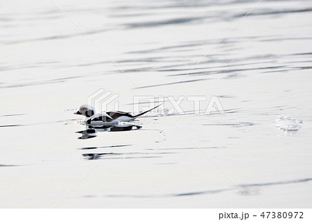 コオリガモ コオリガモ 47380972