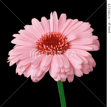 flower pink red calendula, isolated on a black 47381219
