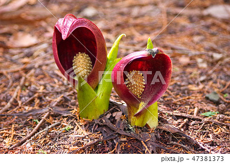 ザゼンソウ 47381373