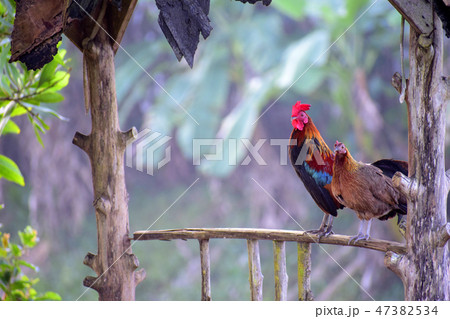 Chicken standing on the wood 47382534