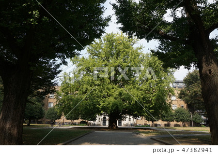 東京大学 47382941
