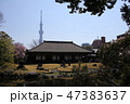 伝法院の桜 47383637