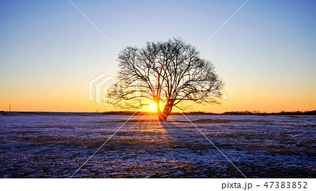 日の出を迎えたハルニレの木　豊頃町　16：9 47383852