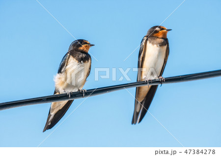 two barn swallow on the blue sky background 47384278
