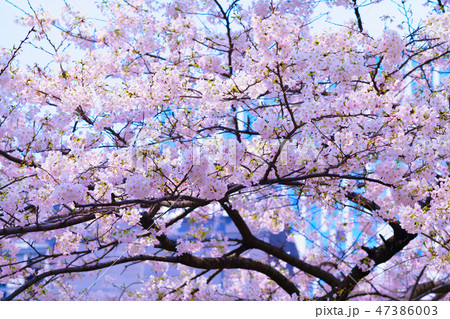 花物語(桜) 花物語(桜) 47386003