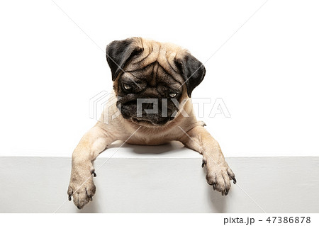 Cute pet dog pug breed sitting and smile with happiness feeling 47386878